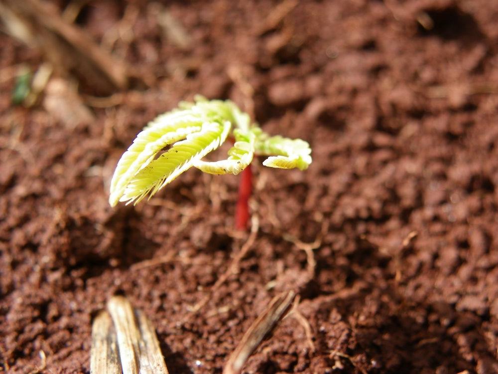 Desmatamento: É possível recuperar 12 milhões de hectares de vegetação nativa do país até 2030, indica relatório